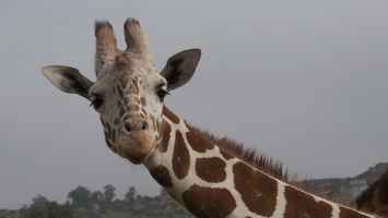 320-9946 Safari Park - Giraffe